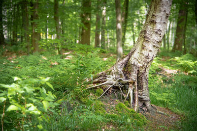 View of trees in forest