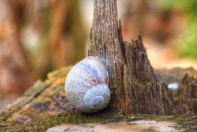 Close-up of snail on tree trunk