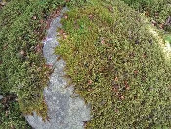 High angle view of fish in grass