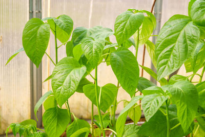 Close-up of leaves on plant