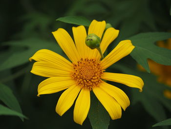 Close-up of yellow flowering plant
