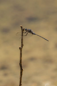 Close-up of dragonfly on twig