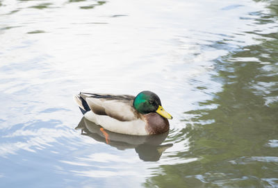 Duck swimming in lake