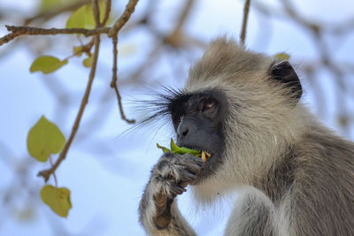 Monkey on tree