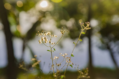 Close-up of white flowering plant on field