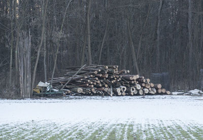 Stack of logs in forest during winter