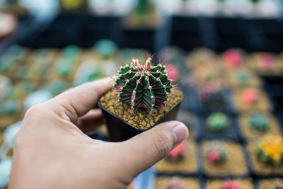 Close-up of hand holding succulent plant