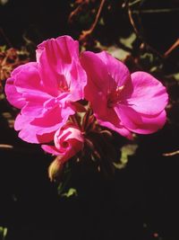 Close-up of pink flowers blooming outdoors