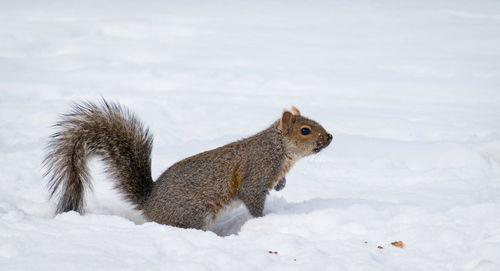 Squirrel on snow covered land