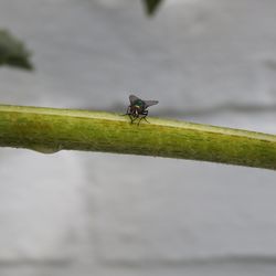 Close-up of damselfly on leaf