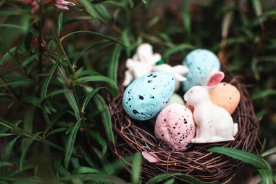 Close-up of eggs in nest