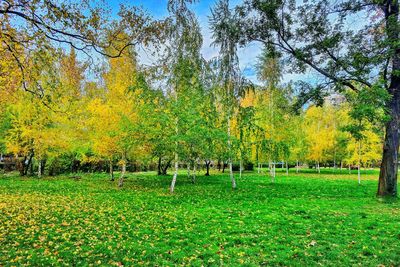 Trees on field during autumn