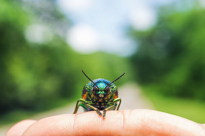 Close-up of a hand holding insect