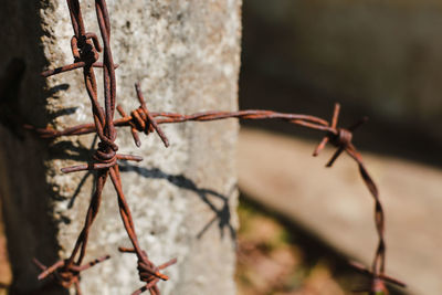 Close-up of barbed wire on plant