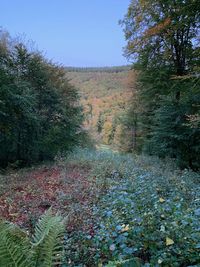 Scenic view of trees growing on field against sky