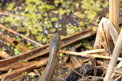 Close-up of lizard on wood