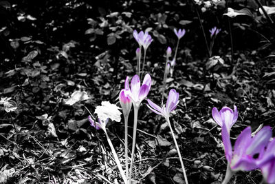Close-up of pink crocus flowers on field