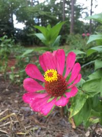 Close-up of pink flower