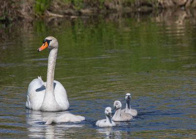 Swans swimming in lake