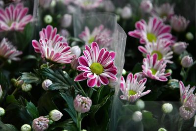 Close-up of pink flowering plants