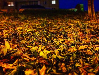 Close-up of yellow autumn leaves at night