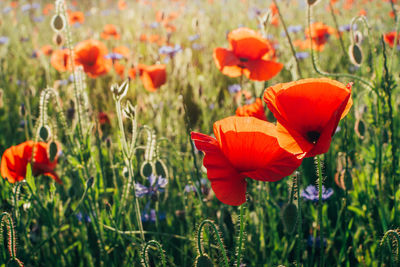 Close-up of red poppy flowers in field