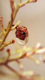 Close-up of red berries