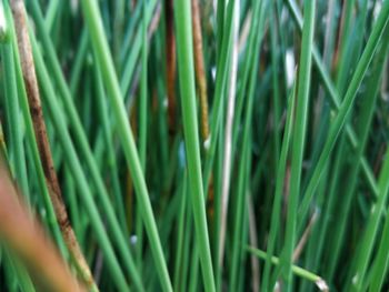 Full frame shot of plants growing on field