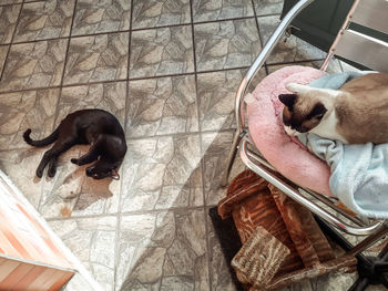 High angle view of a dog resting on tiled floor