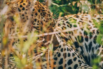 Extreme close up of a cheetah 