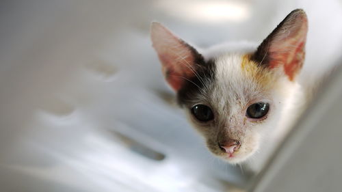 High angle view of kitten