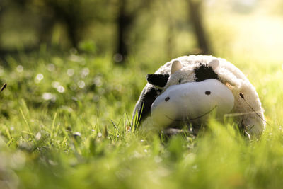 Close-up of stuffed toy on grass