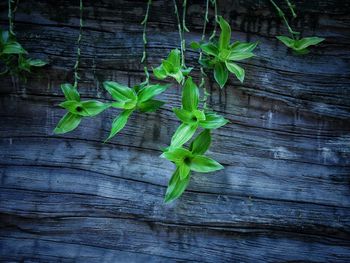 High angle view of leaves on wood