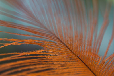 Detail shot of feather