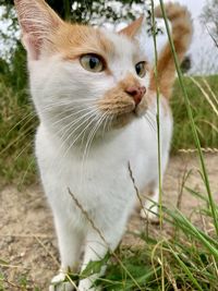 Close-up of cat on field