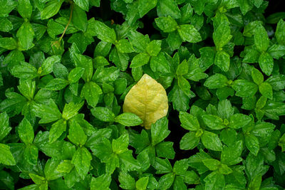 Full frame shot of green leaves