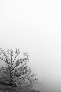 Bare tree against sky