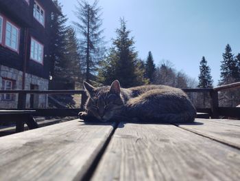 Cat in the nature near the mountain cabin or chalet. slovakia