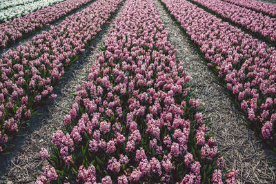 High angle view of pink flowering plants on field