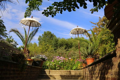 Low angle view of plants against sky