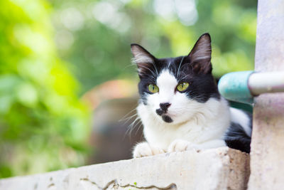 Close-up portrait of cat