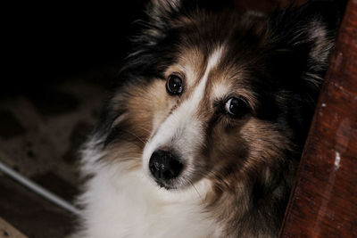 Close-up portrait of dog