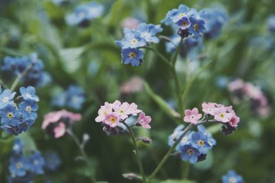 Close-up of purple flowering plant