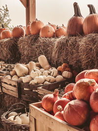 Stack of pumpkins in farm