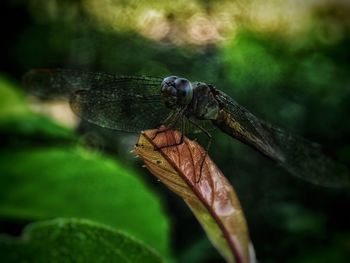 Close-up of dragonfly on plant
