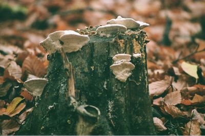 Close-up of mushroom growing on tree stump