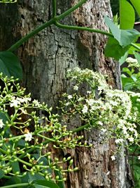 White flowers blooming in park