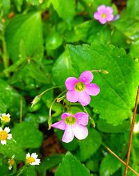 Close-up of pink flowering plant