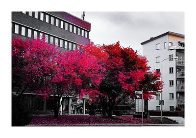 Exterior of autumn tree in town