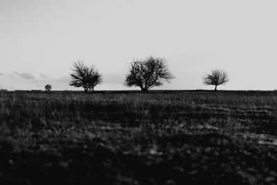 Trees on field against clear sky